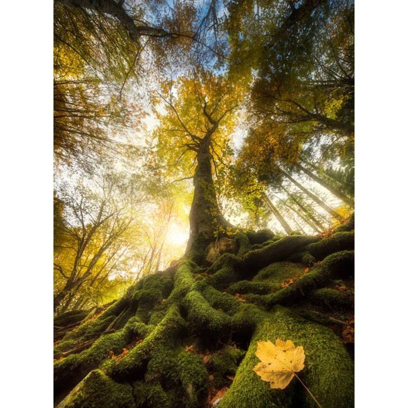 MARBURG | Roots Tree
